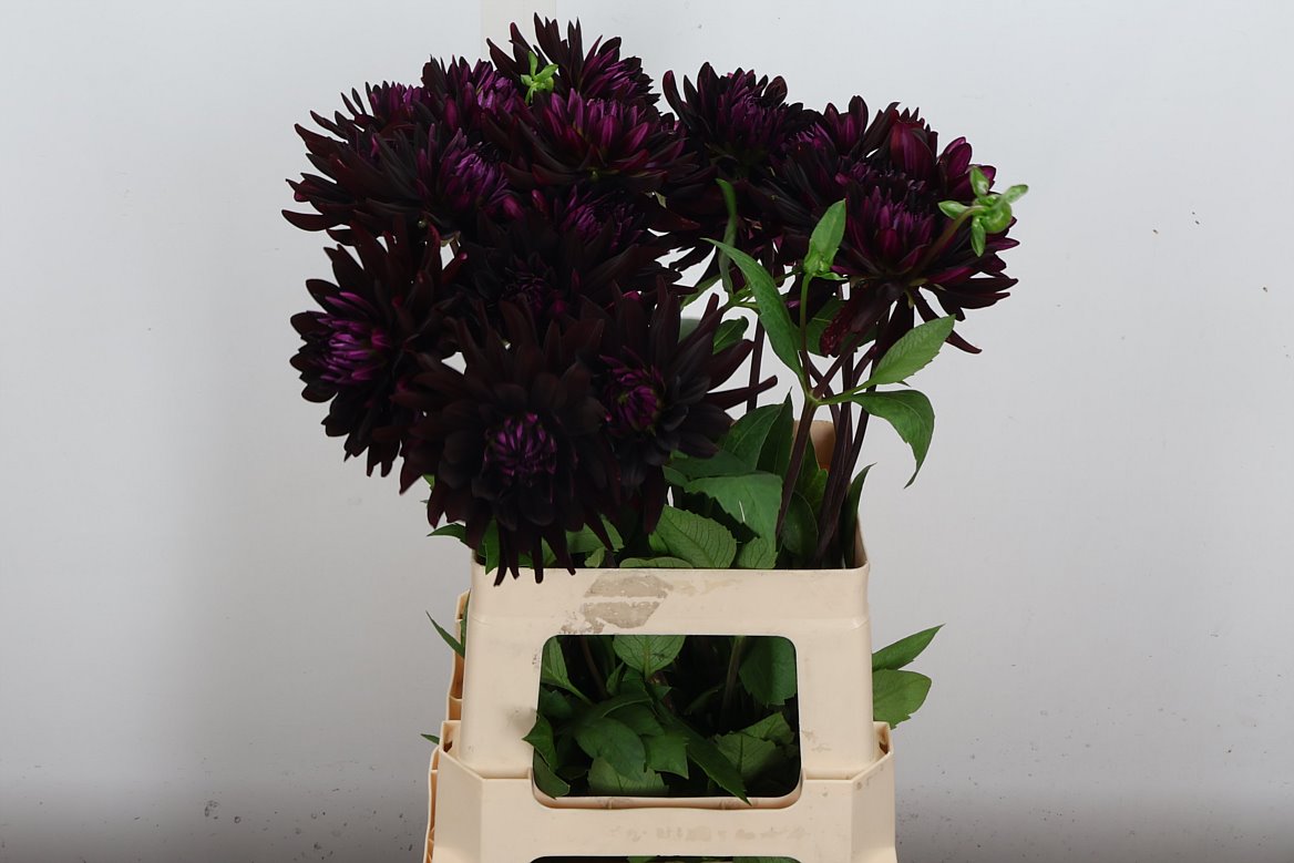 Dahlia Chat Noir 60cm
