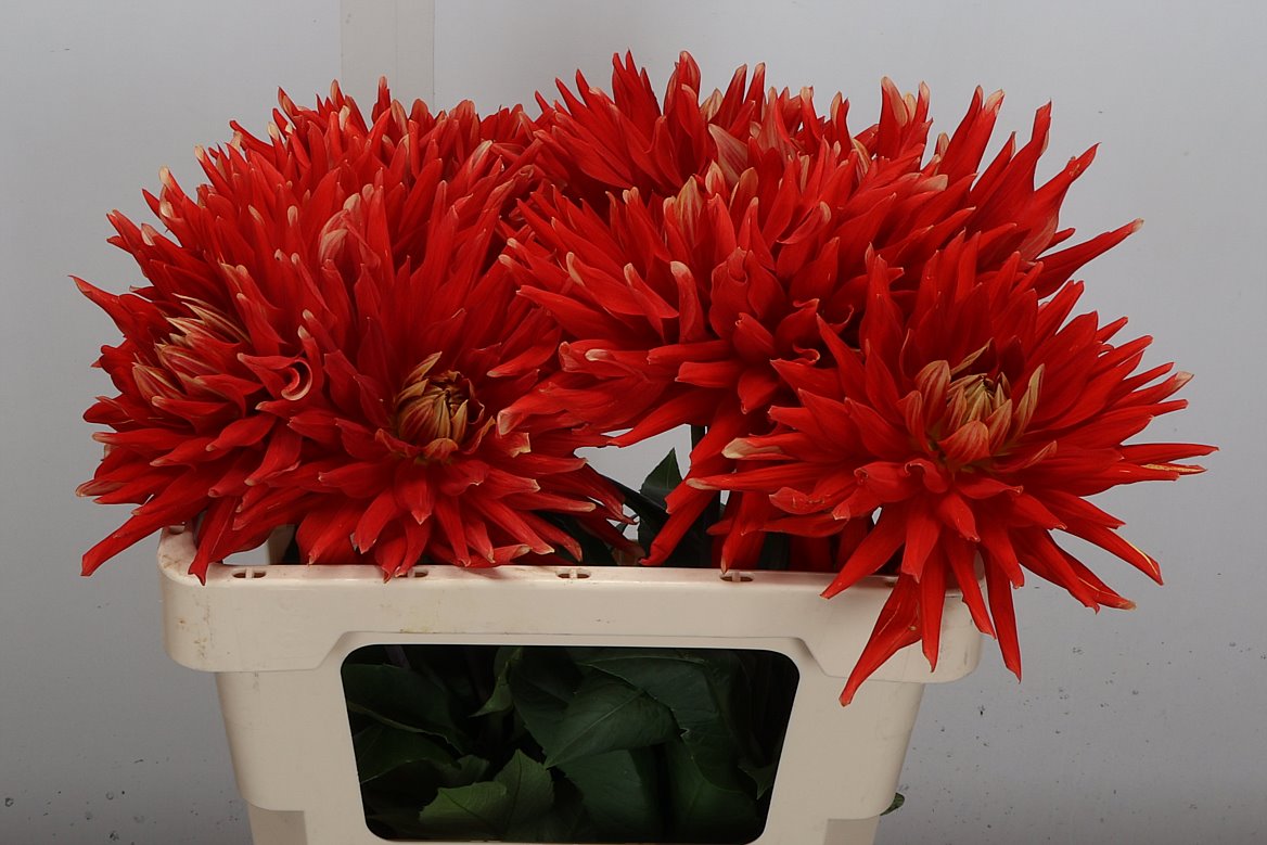 Dahlia Vulcan 55cm