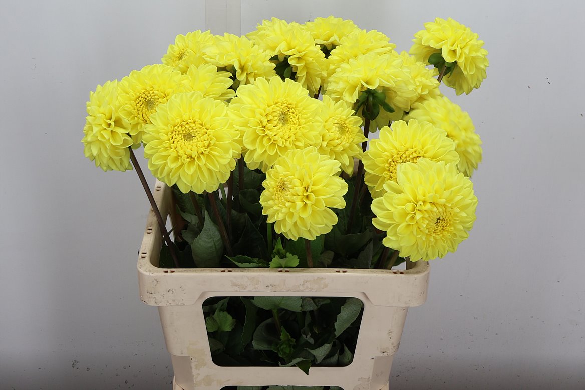 Dahlia Yellow Symphony 55cm