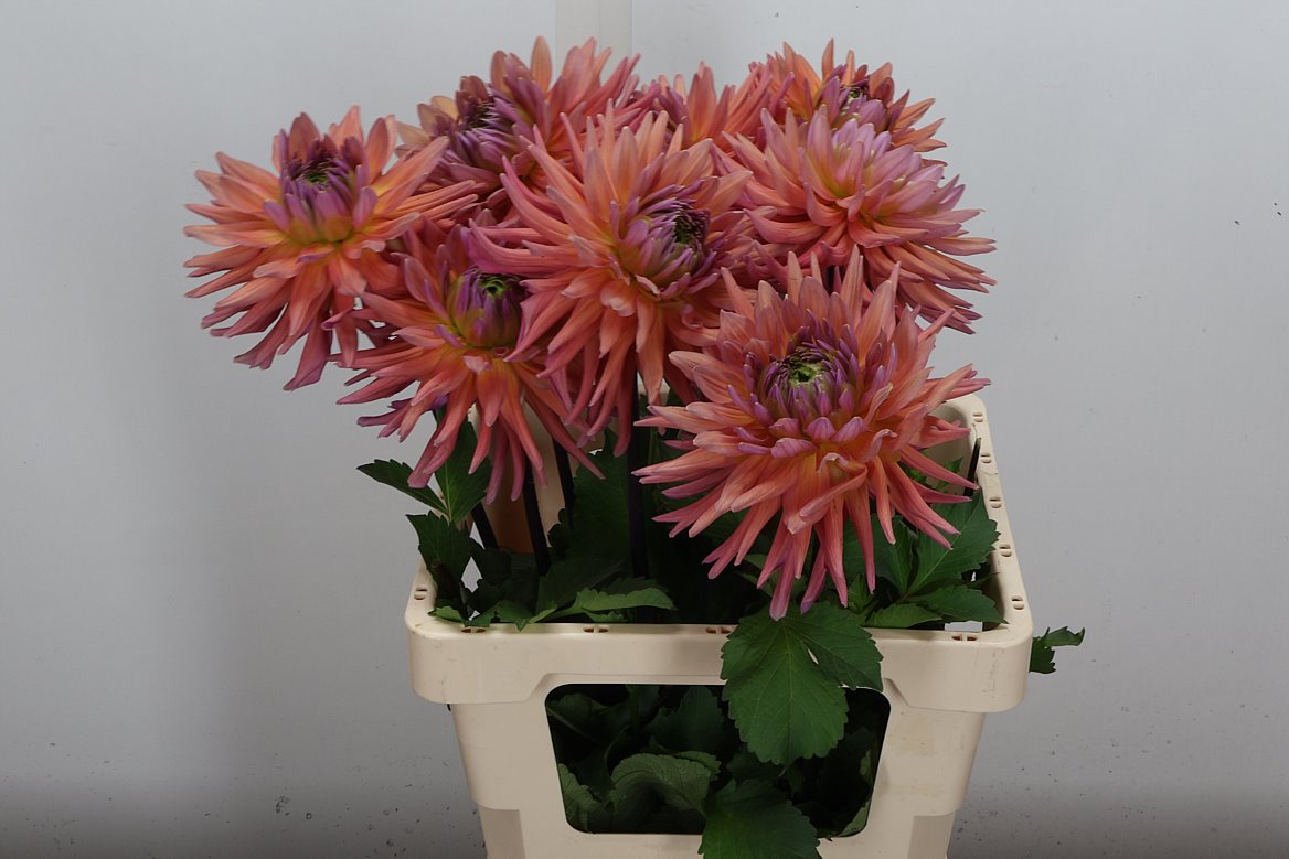 Dahlia Madeleine 60cm