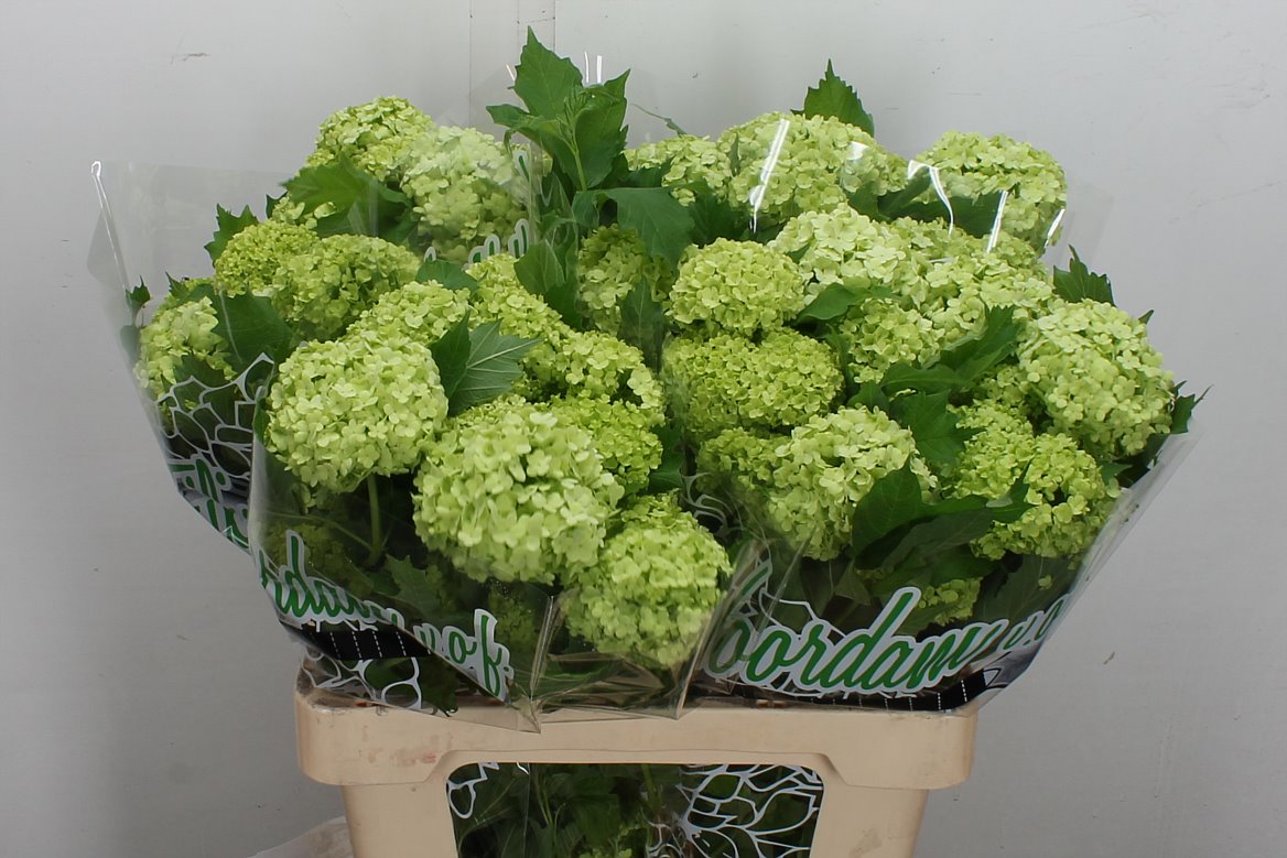 Viburnum Opulus Roseum 60cm 2-hd