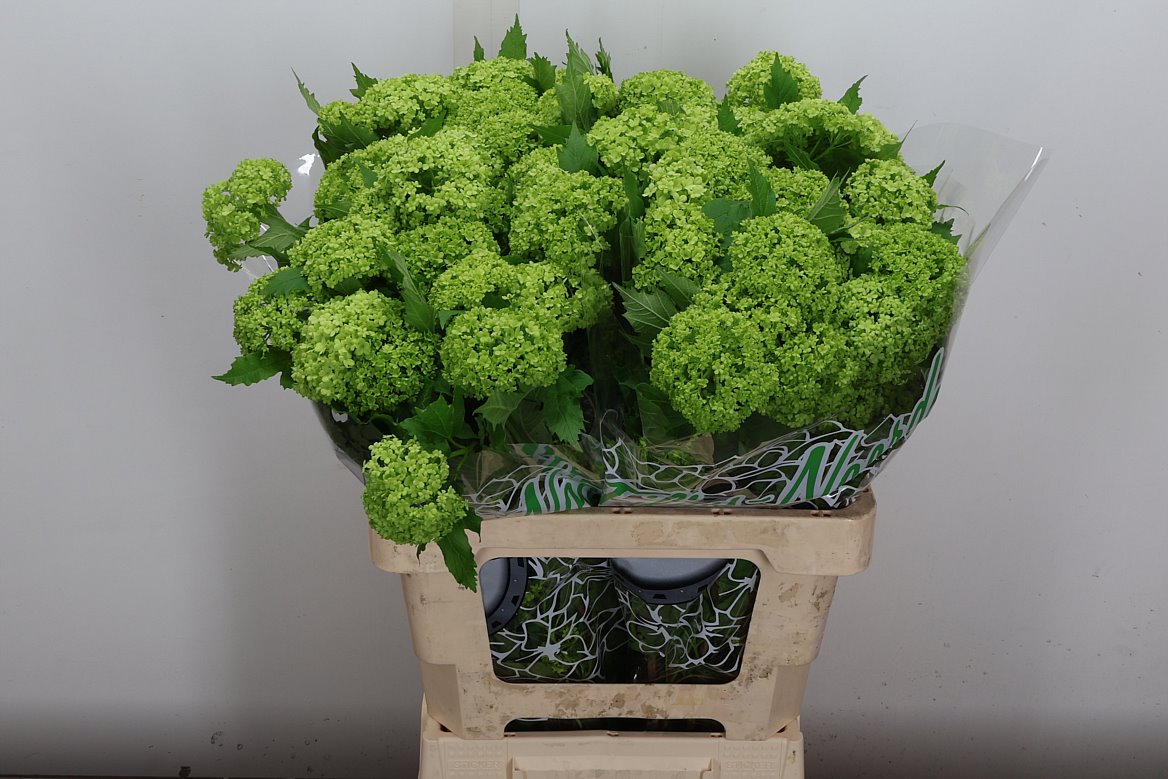 Viburnum Opulus Roseum 60cm 4-hd