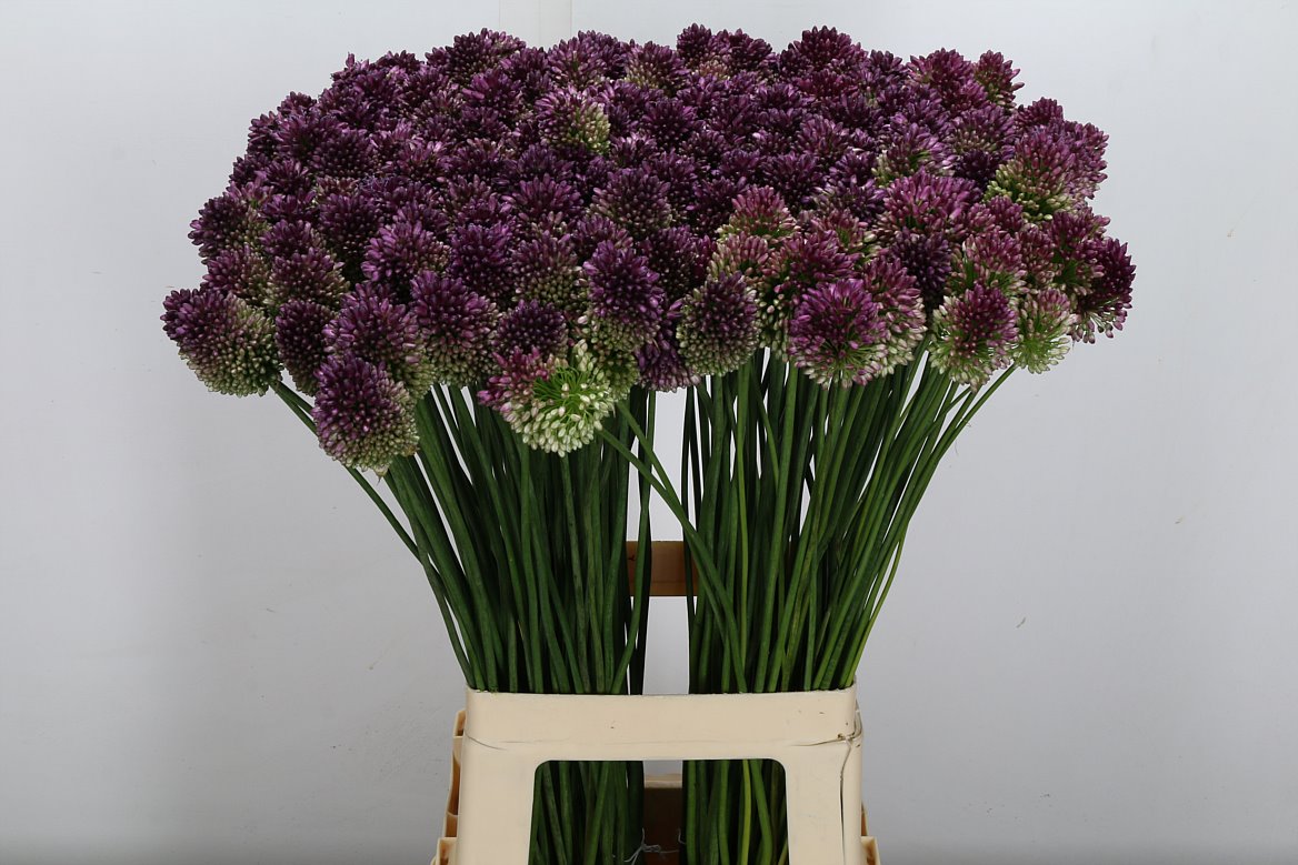 Allium Sphaerocephal 70cm