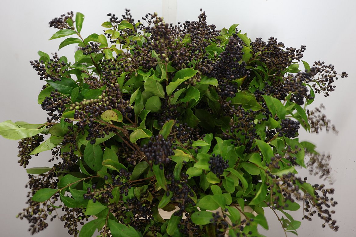 Ligustrum Ovalifolium Winter Jewel 100cm