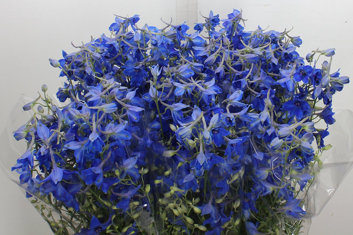 Delphinium Single Volkerfrieden 80cm