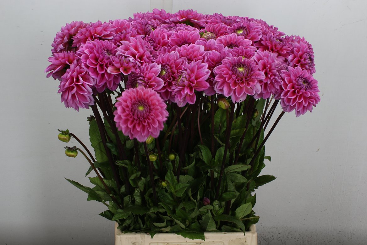 Dahlia Sandra 55cm