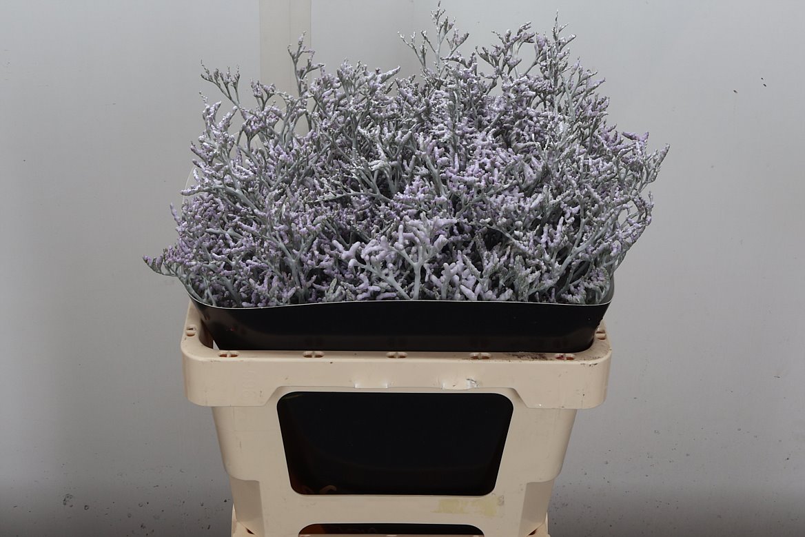 Limonium St Colrb 60cm
