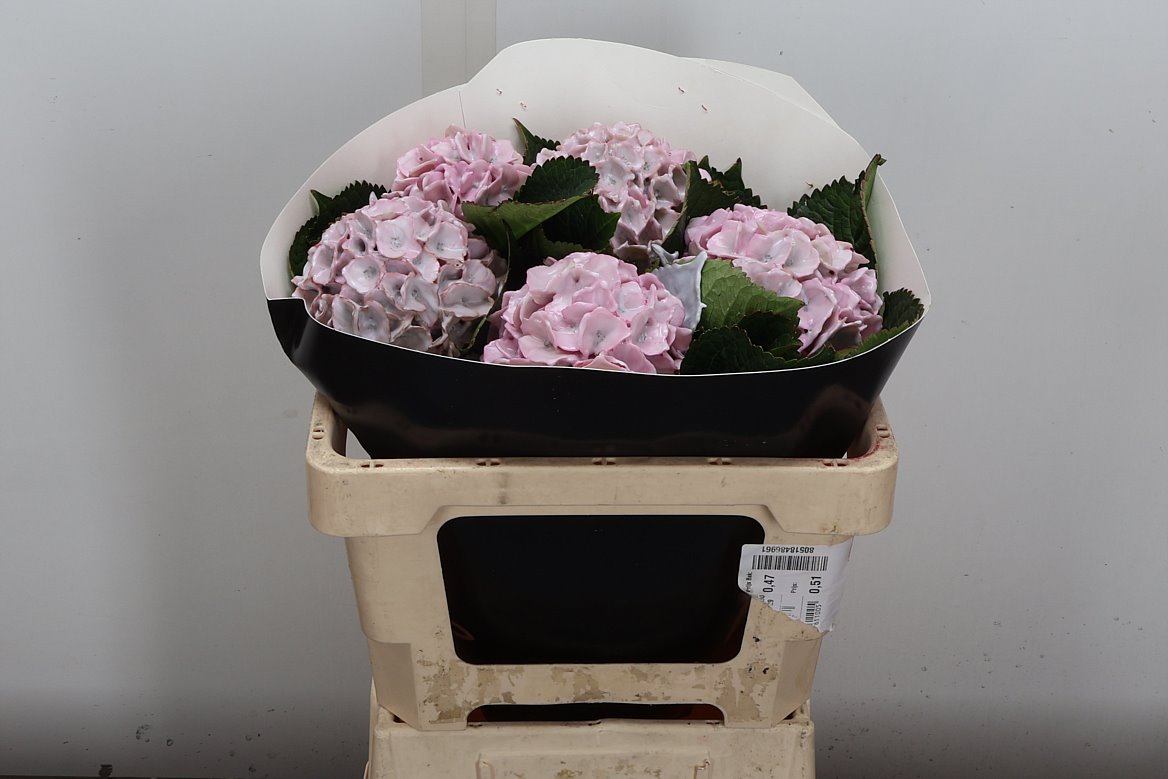 Hydrangea Painted 50cm
