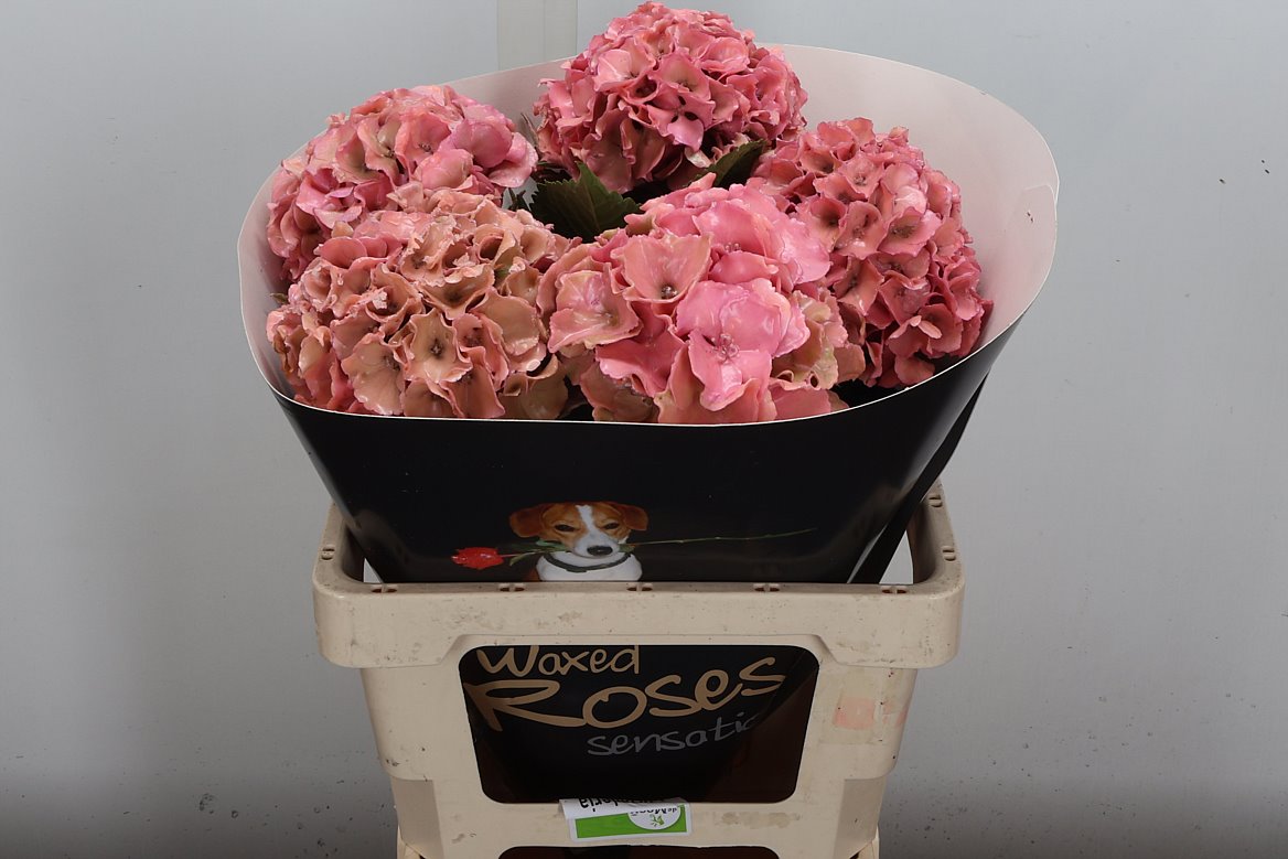 Hydrangea Painted 60cm