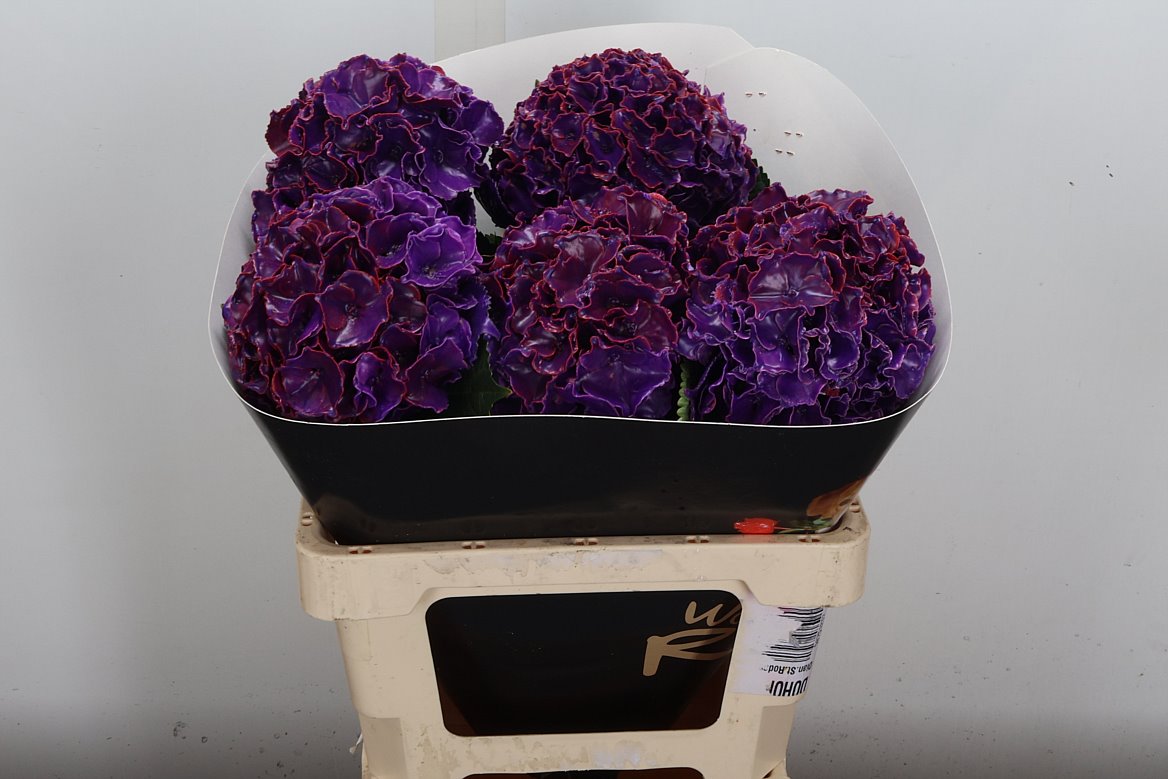 Hydrangea Painted 60cm