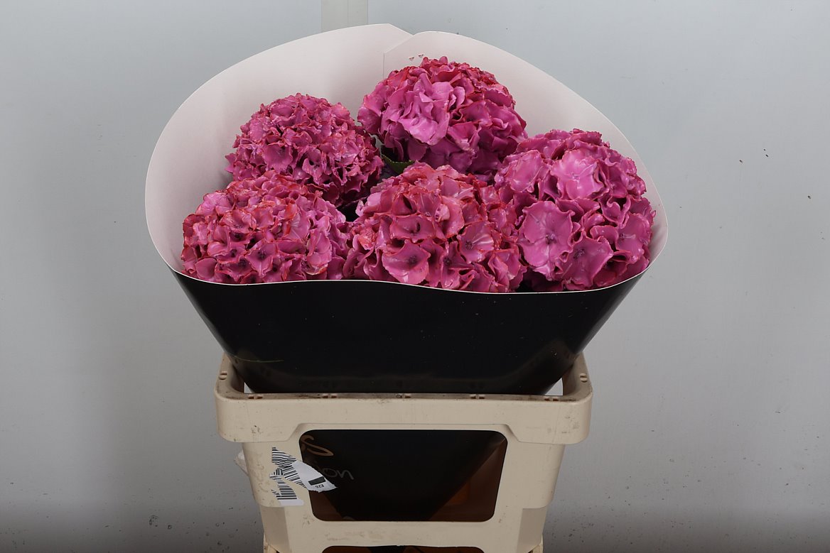 Hydrangea Painted 60cm
