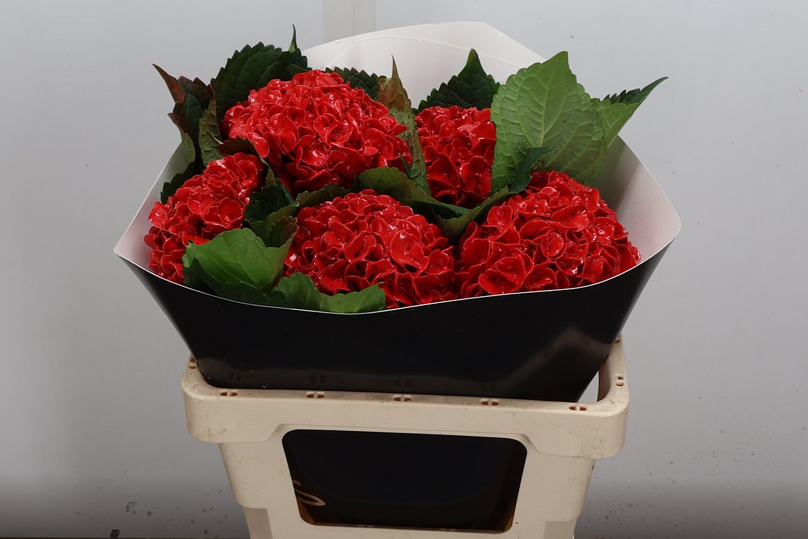 Hydrangea Painted 50cm