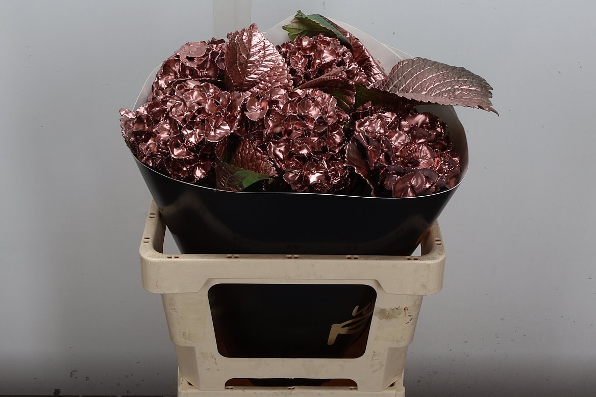 Hydrangea Painted 60cm