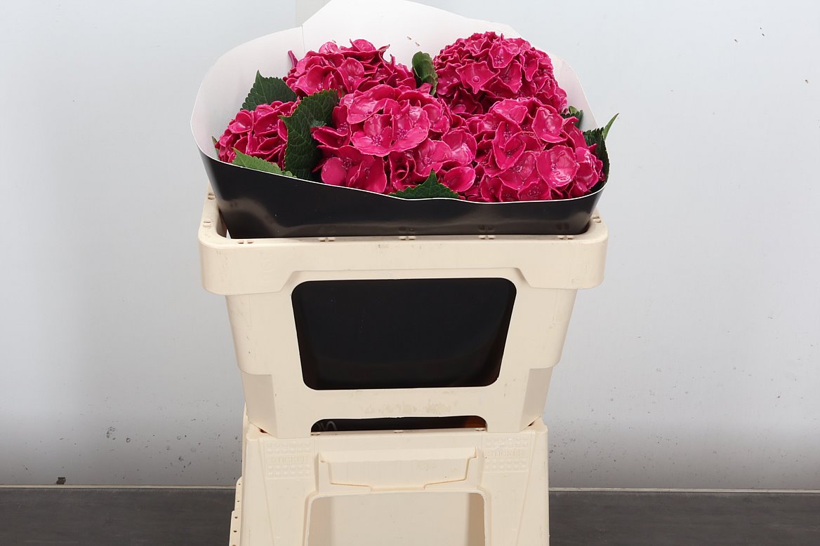 Hydrangea Painted 50cm