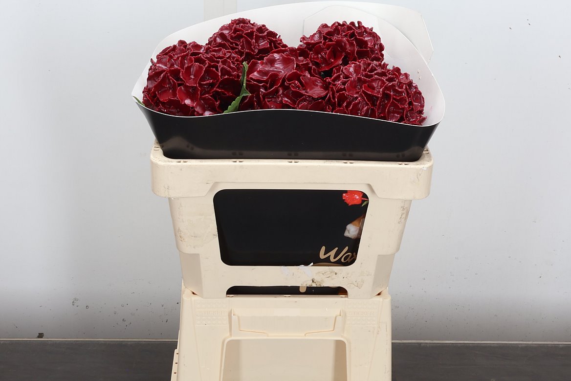 Hydrangea Painted 50cm