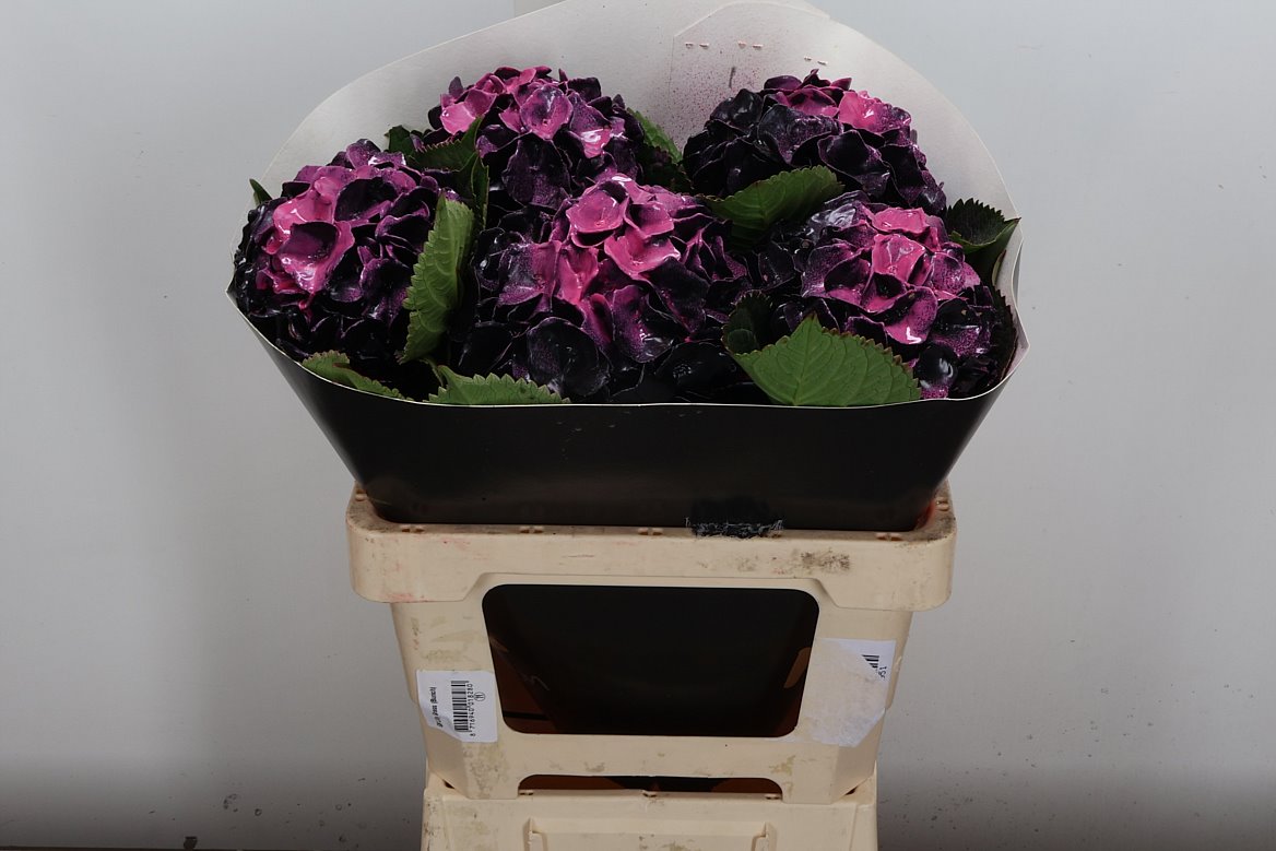 Hydrangea Painted 60cm