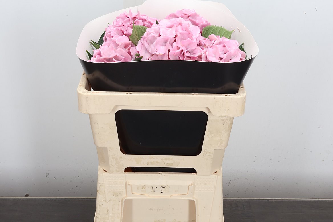Hydrangea Painted 50cm