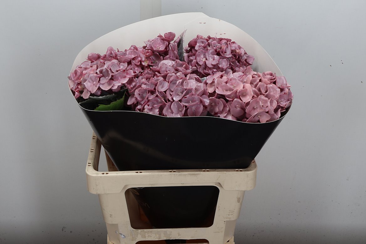 Hydrangea Painted 60cm