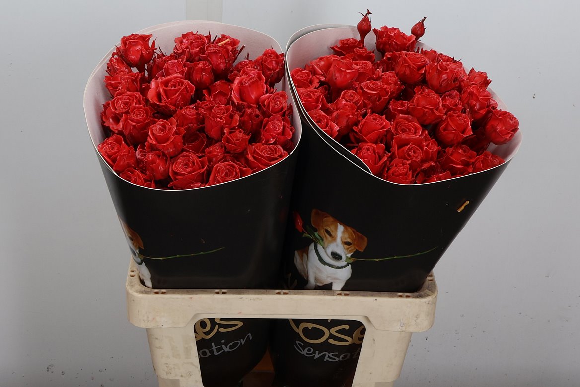 Rosa Waxed 60cm