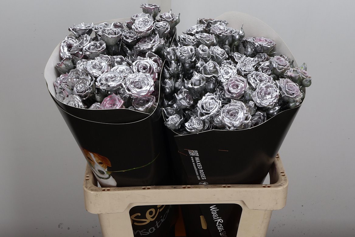 Rosa Waxed 60cm