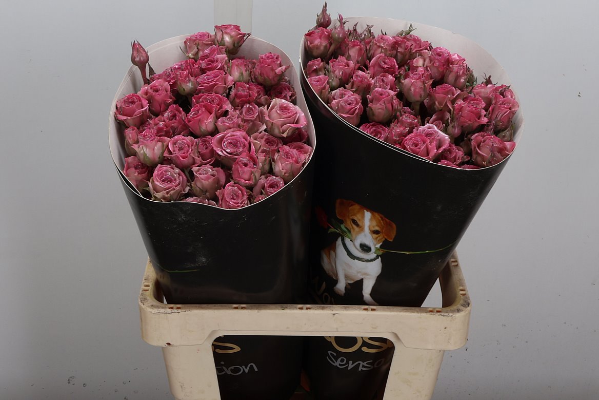 Rosa Waxed 60cm