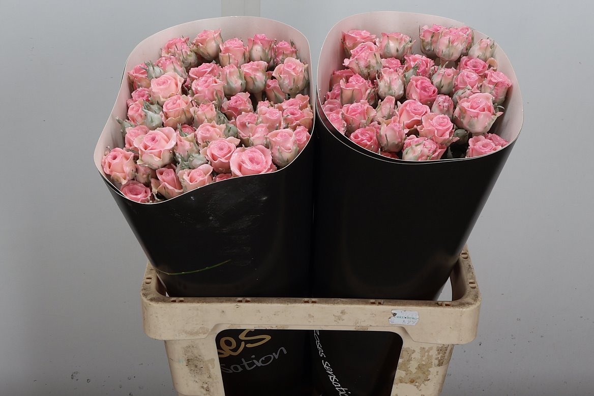 Rosa Waxed 60cm