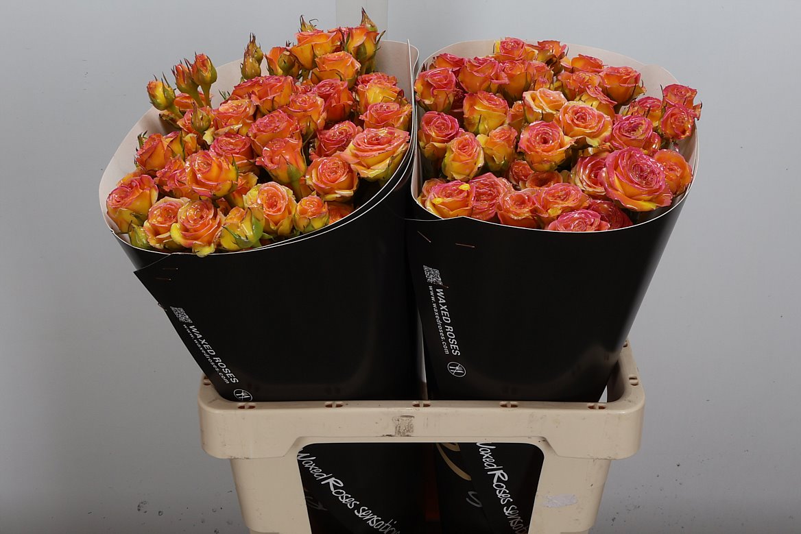 Rosa Waxed 60cm