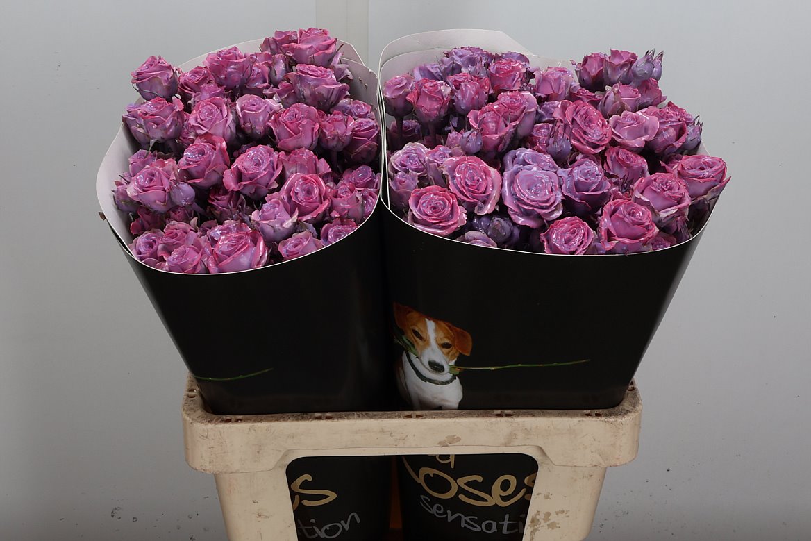 Rosa Waxed 60cm