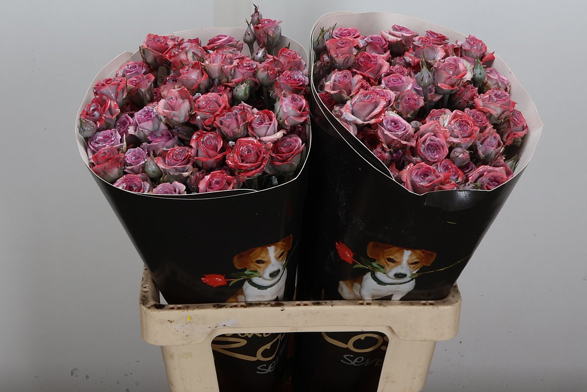 Rosa Waxed 60cm
