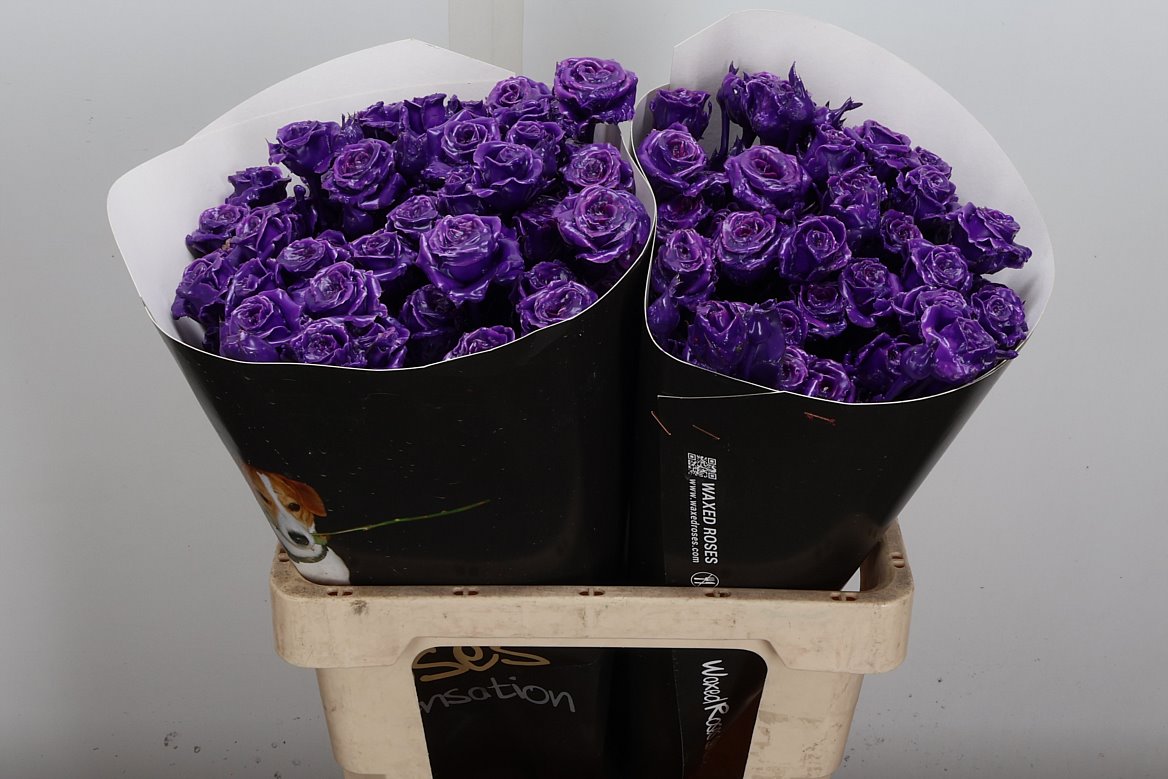 Rosa Waxed 60cm