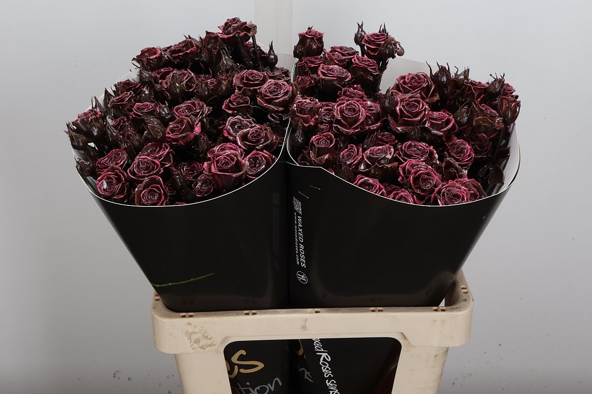 Rosa Waxed 60cm