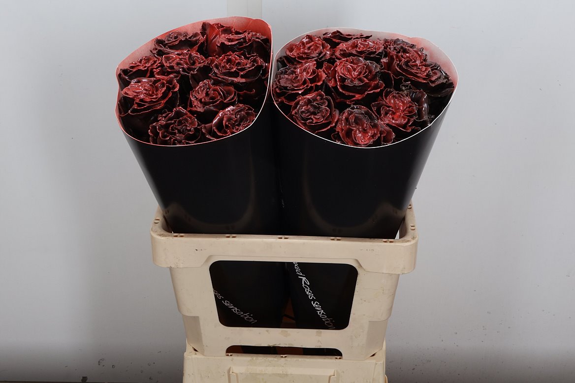 Rosa Waxed 60cm