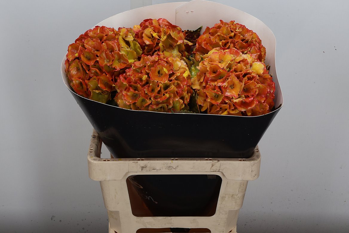 Hydrangea Painted 60cm