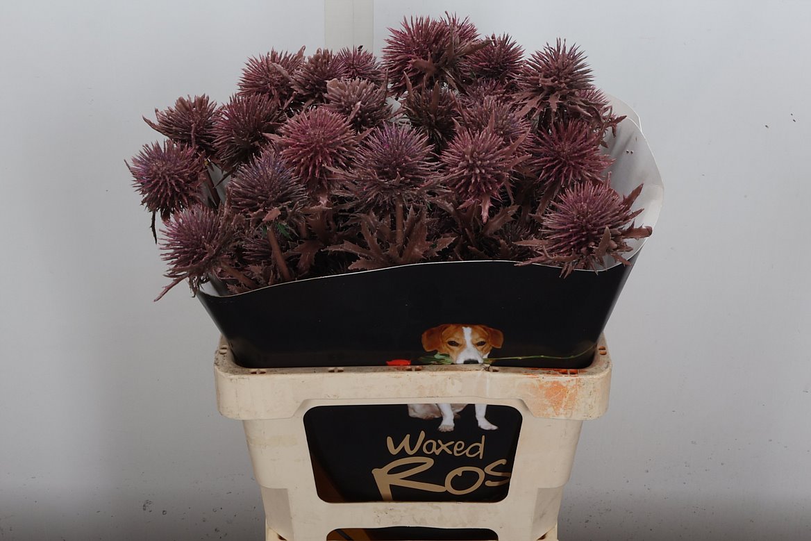 Eryngium Alpinum Klrbeh 60cm