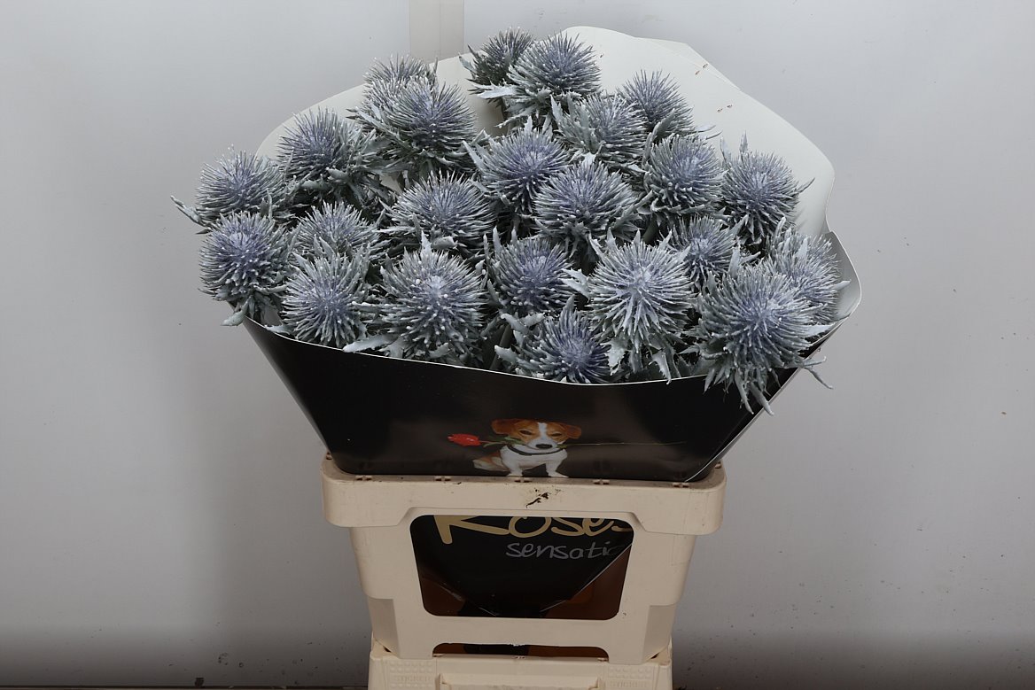Eryngium Alpinum Klrbeh 60cm