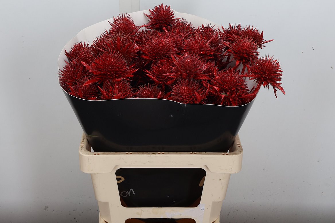 Eryngium Alpinum Klrbeh 60cm