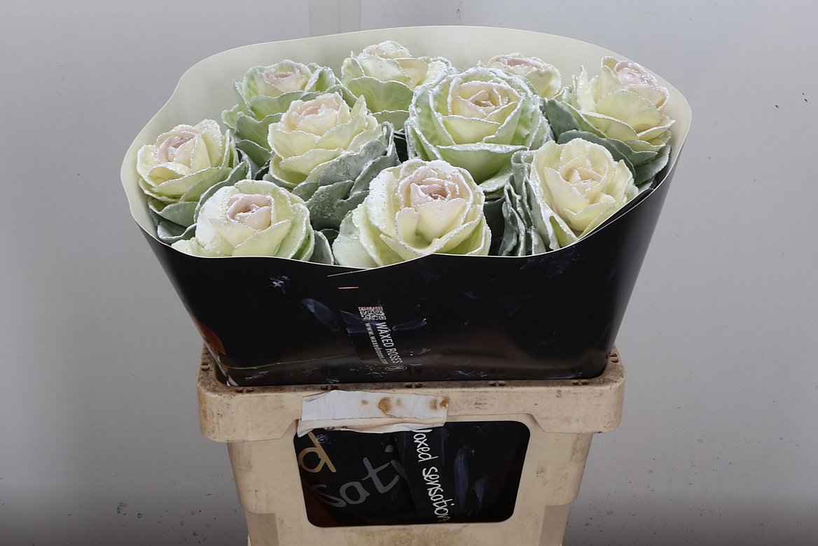 Brassica Painted 60cm