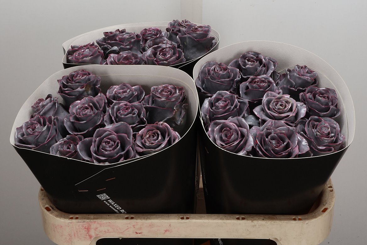 Rosa Waxed 70cm
