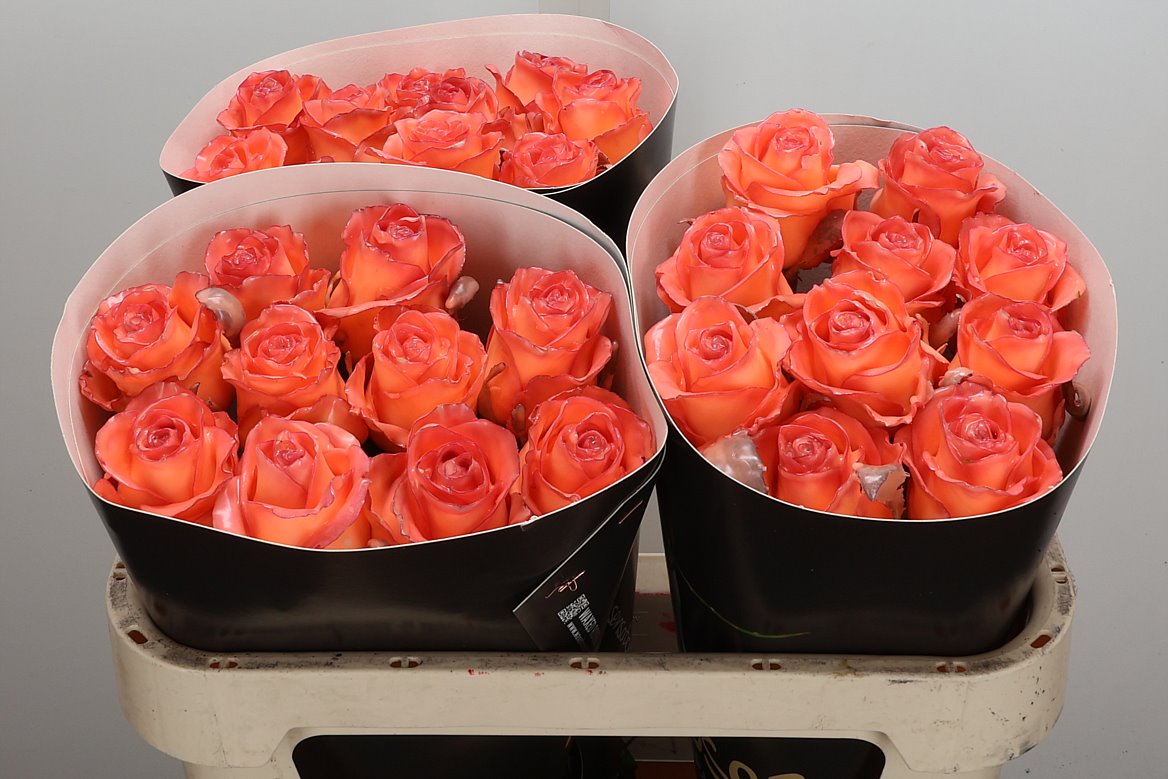 Rosa Waxed 70cm