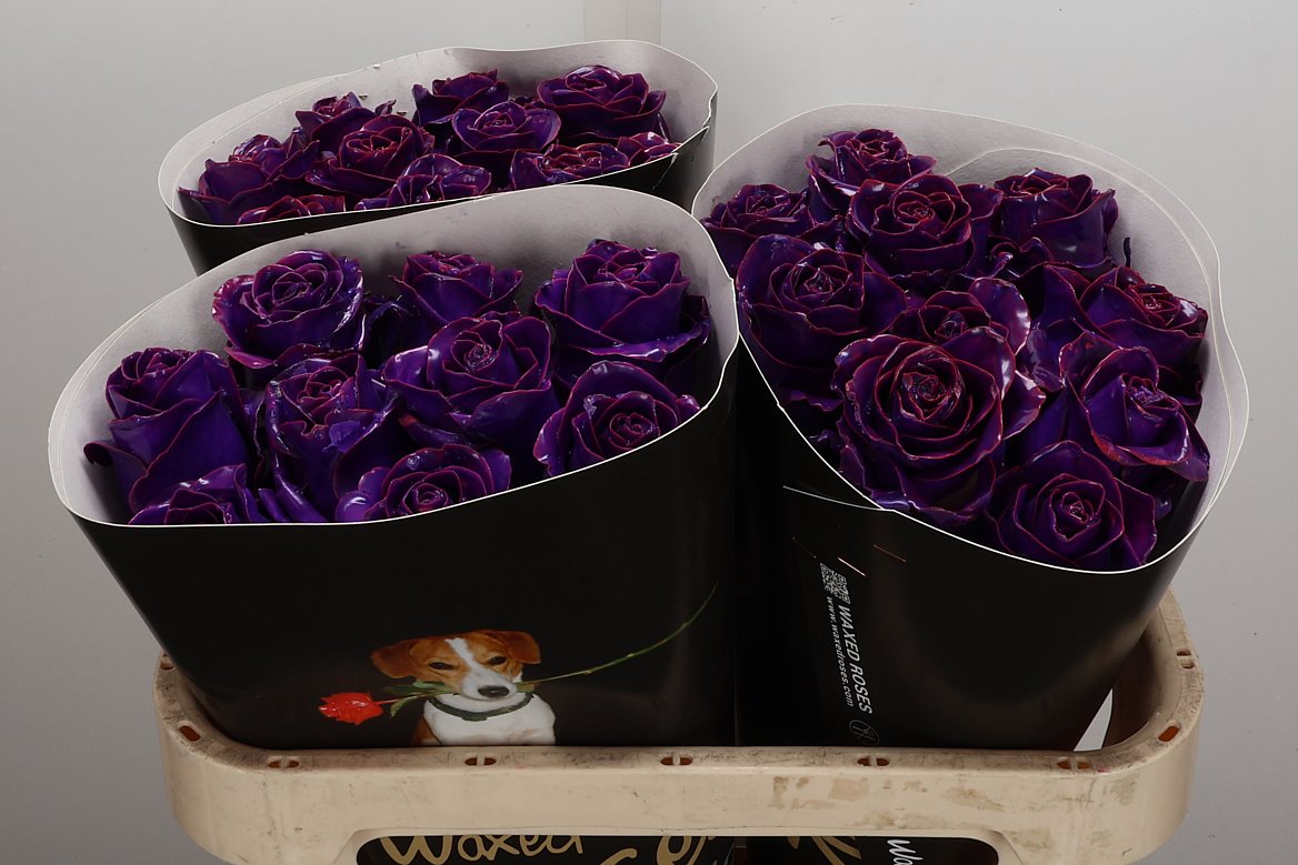 Rosa Waxed 70cm
