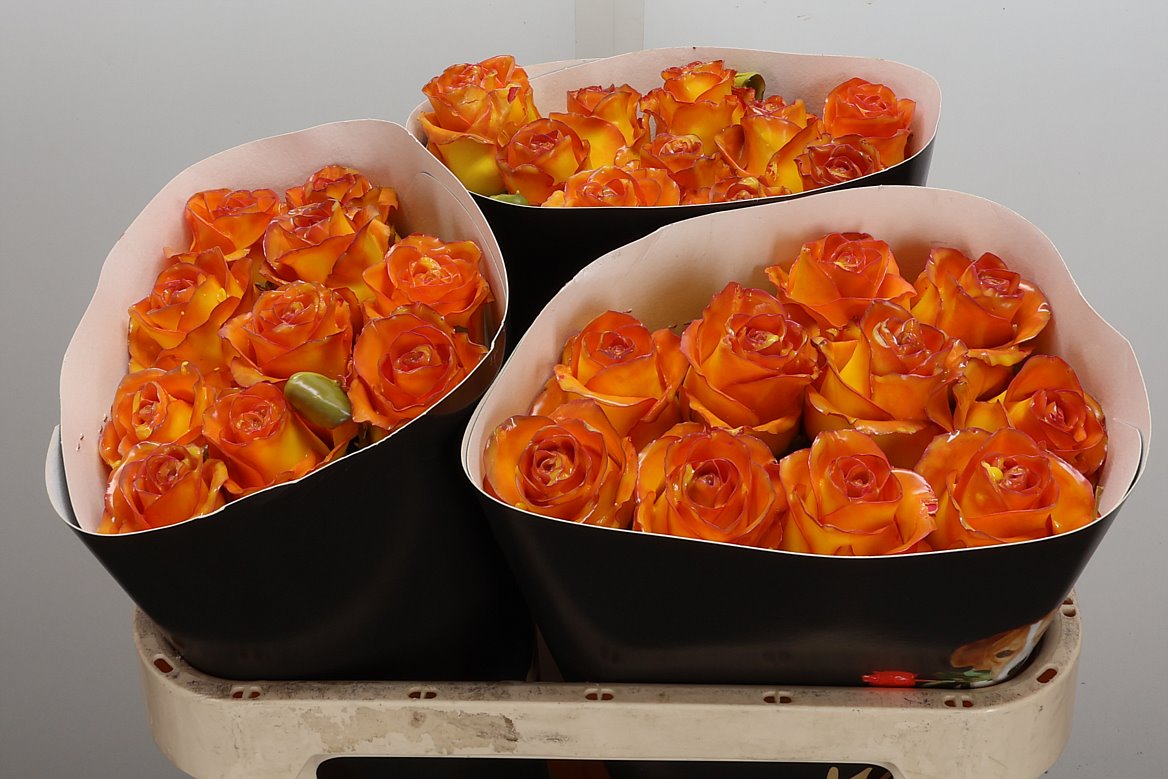 Rosa Waxed 70cm