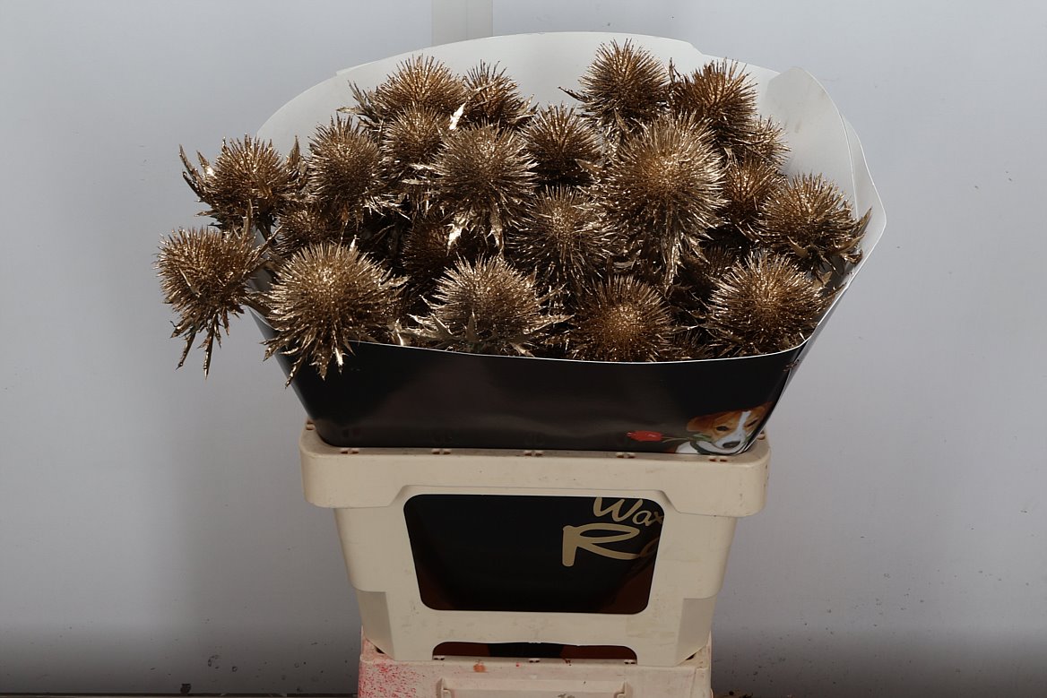 Eryngium Alpinum Klrbeh 60cm