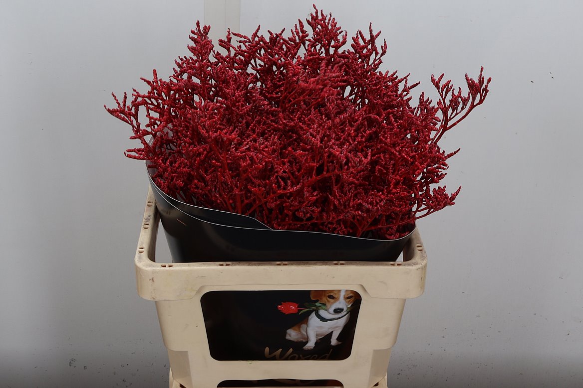 Limonium St Colrb 60cm