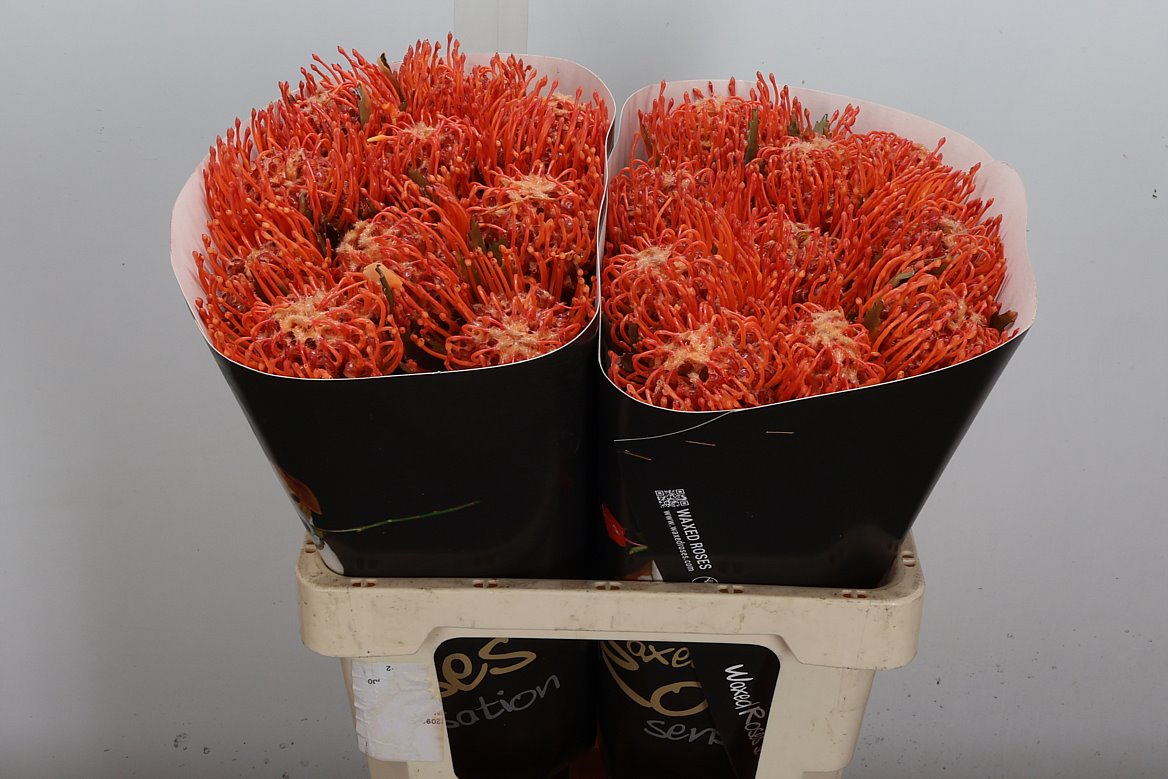 Leucospernum Naomi Ptd 60cm
