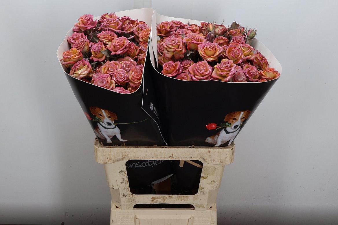 Rosa Waxed 60cm