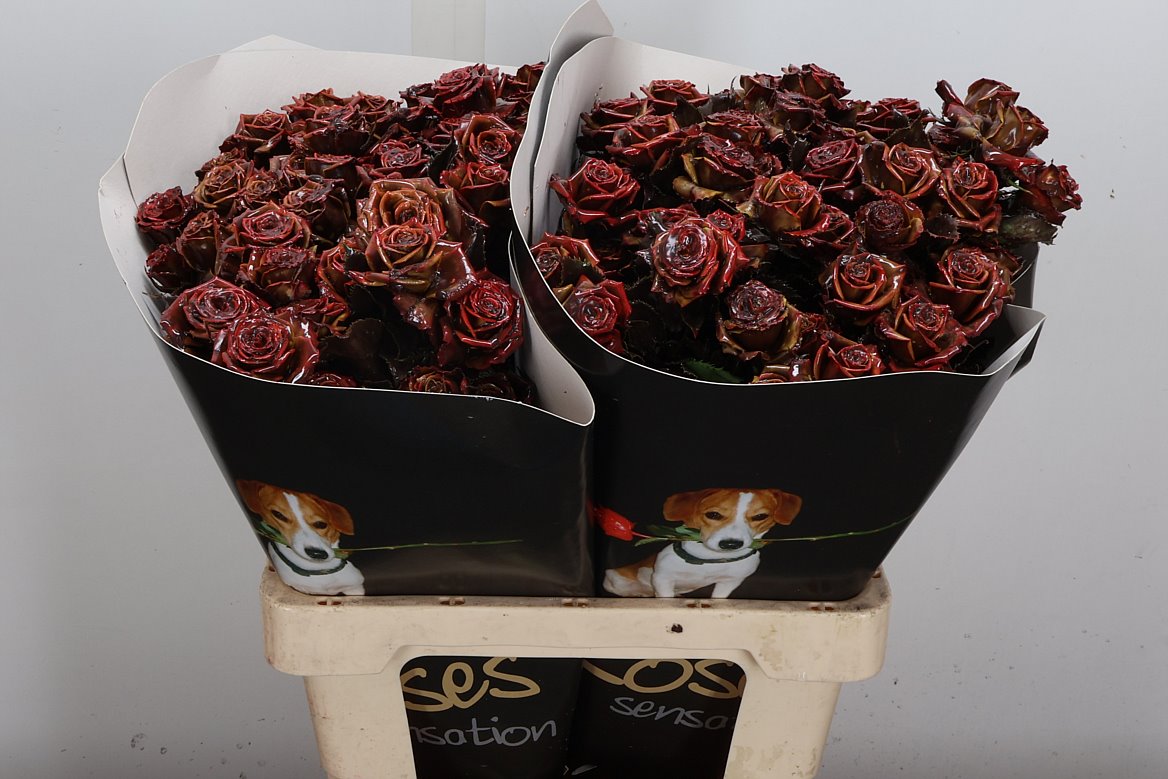 Rosa Waxed 60cm