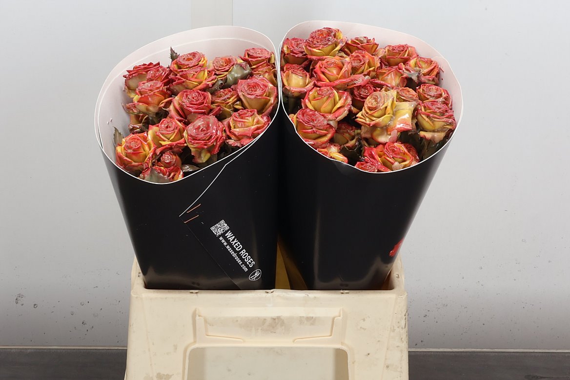 Rosa Waxed 40cm