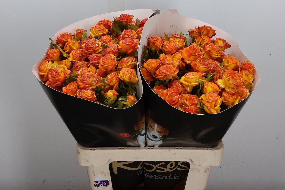 Rosa Waxed 60cm