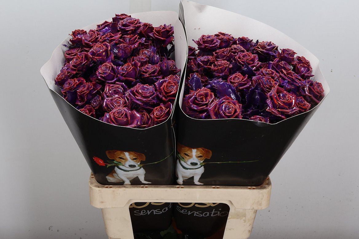 Rosa Waxed 60cm