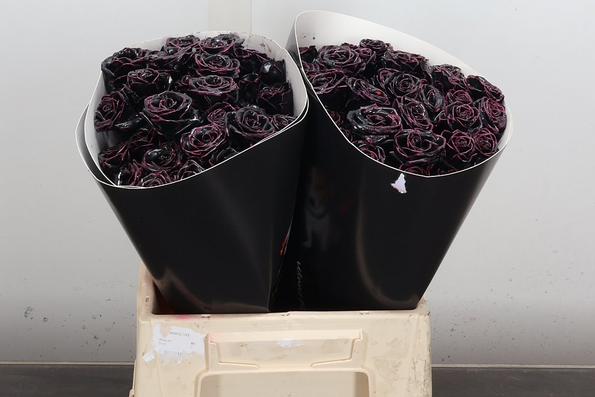 Rosa Waxed 40cm